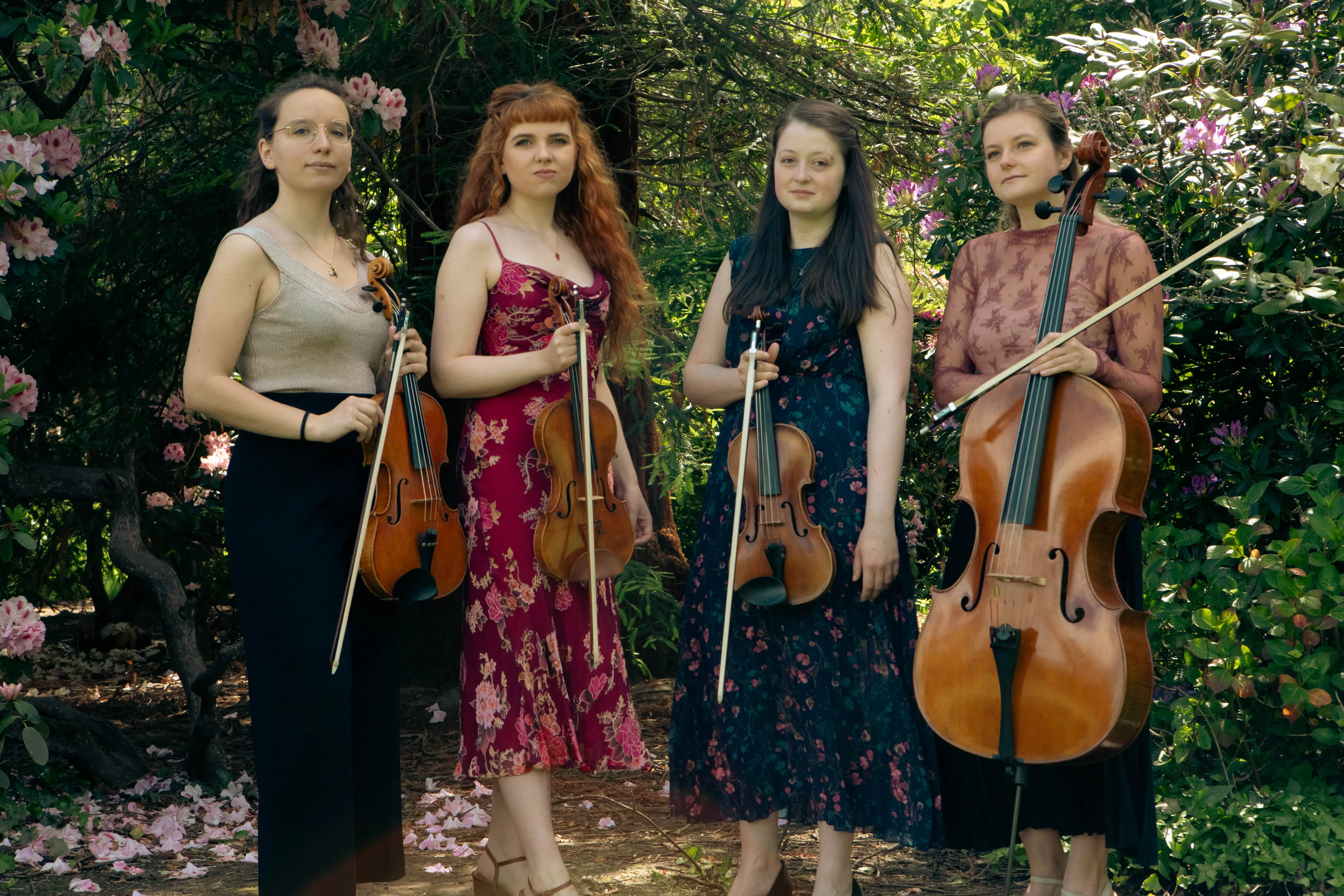 image of serenade strings with bushes with pink flowers in background. petals on the ground.